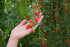100 Tibetan Goji Berry Seeds (Lycium chinense) Heirloom - Non GMO - Open Pollinated