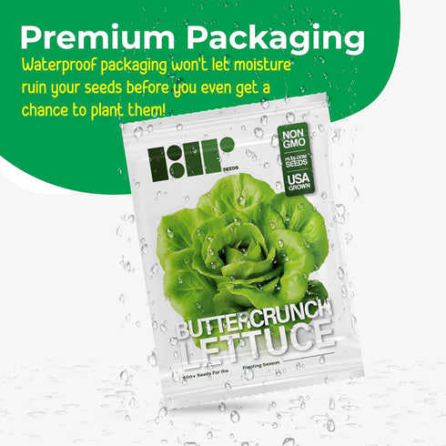 500 Buttercrunch Lettuce Seeds for Planting - Heirloom Non-GMO Vegetable Seeds for Planting - Hydroponics - Microgreens