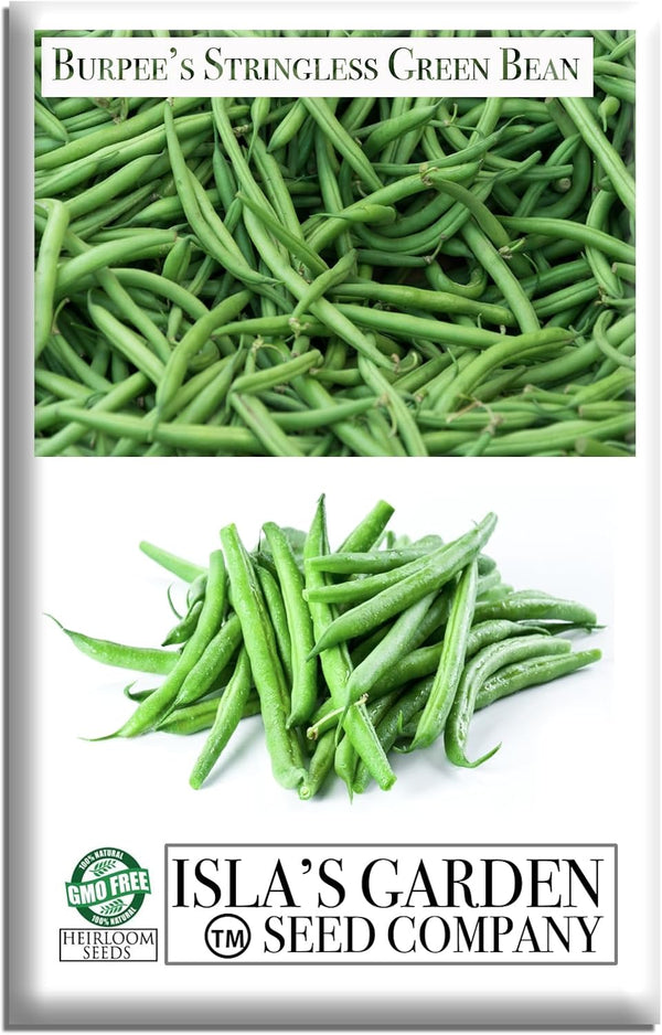 Burpee Stringless Green Bean Seeds (Phaseolus vulgaris) 50+ Non-GMO Heirloom Seeds by