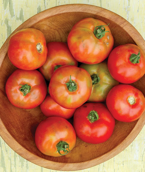 50 Burpee 'Early Girl',Slicing Tomato, Non-GMO Seeds