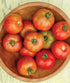 50 Burpee 'Early Girl',Slicing Tomato, Non-GMO Seeds
