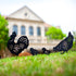EZTZEN Chicken Metal Garden Stakes Decorative,Chicken Gifts for Women/Men/Chicken Lovers Gifts,Black Chicken Silhouette