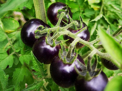 NIKA SEEDS 20 Seeds Tomato Indigo Rose Seeds
