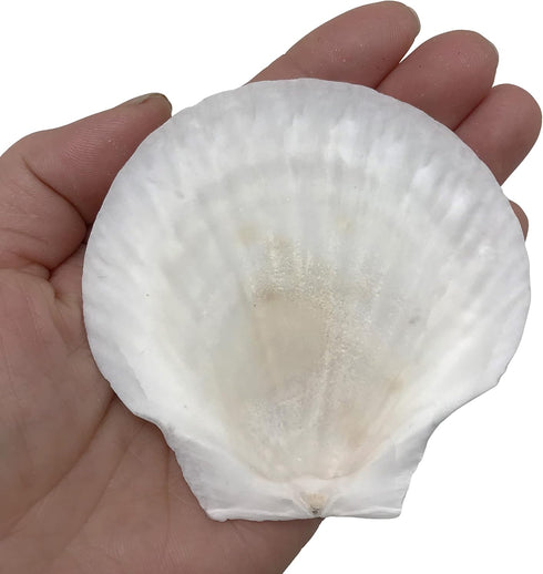 PEPPERLONELY 8 PC Large Great Scallop Sea Shells, Irish Deeps or Irish Baking Shells, 3 Inch ~ 4 Inch by PEPPERLONELY