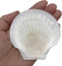 PEPPERLONELY 8 PC Large Great Scallop Sea Shells, Irish Deeps or Irish Baking Shells, 3 Inch ~ 4 Inch by PEPPERLONELY
