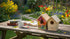 2pc DIY Birdhouse Kit, Cedar Wood Bird House Kits Bulk for Adults, Art Craft Outdoor Birdhouse, Solid Wood Weather
