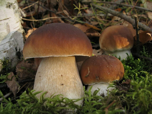 SeedsUP 100+ Porcini Mushrooms Boletus Mycelium Spawn Spores - Mushroom Brown