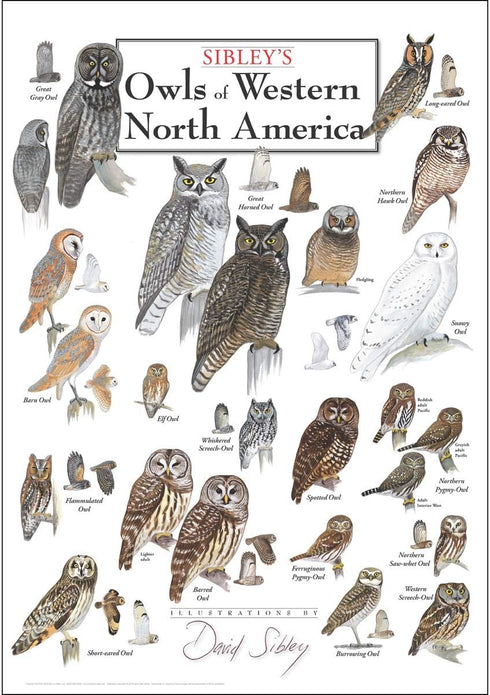 Earth Sky + Water - Sibley s Owls of Western North America Poster