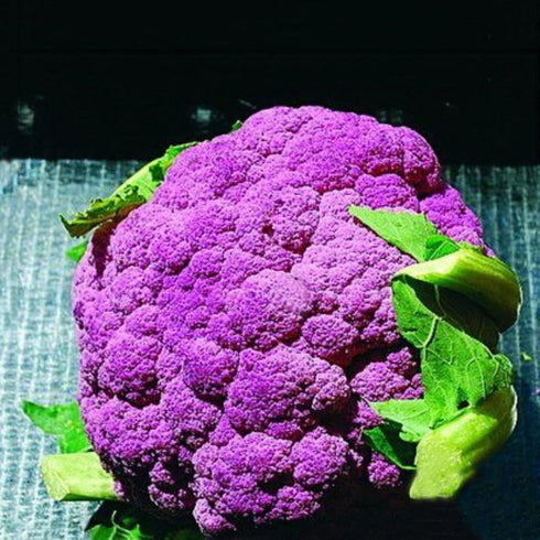NIKA SEEDS 100 Seeds Vegetable Cauliflower Purple Cabbage - Seeds