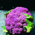 NIKA SEEDS 100 Seeds Vegetable Cauliflower Purple Cabbage - Seeds