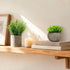 AUUGUU Artificial Potted Plants Faux Greenery in Cement Pots for Shelf, Bookshelf, Office or Home Decor, Small