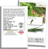 200+ Garlic Chives Seeds (Allium tuberosum, Chinese Chives) Non GMO & Heirloom Seeds, by Islas Garden Seeds, Use as