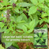 Packet (1) Sow Right Seeds - Sweet Large Leaf Thai Basil Seed for Planting - Non-GMO Heirloom with Instructions