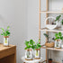 4 Layhit Pcs Plants Propagation Stations vases Glass Planters with Wooden Lid and Bamboo Stand for Hydroponic Plants