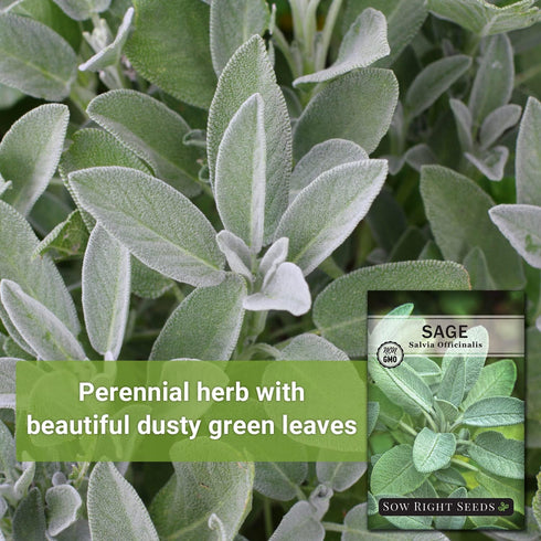 Packet (1) Sow Right Seeds - Sage Seeds for Planting - Non-GMO Heirloom with Instructions to Plant and Grow Kitchen