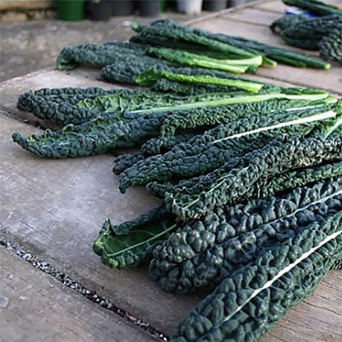 2 Black Magic Dinosaur Kale Seeds - Feet Long Leaves