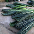 2 Black Magic Dinosaur Kale Seeds - Feet Long Leaves