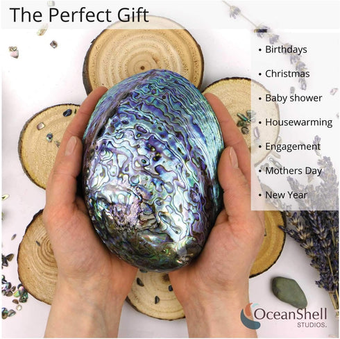 Polished Abalone Shell, 4.5" to 5.5", in Gift Box for Smudging, Cleansing, Meditation, Home Décor - 100% Natural Shell