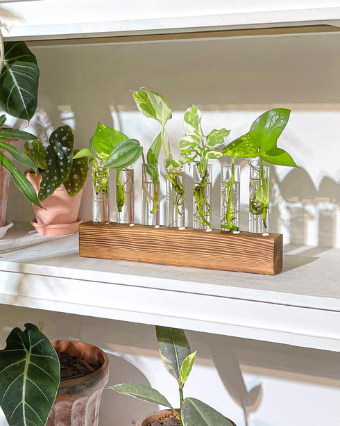 7 KAXYEW Plant Terrarium with Wooden Stand, Plant Propagation Tubes, Test Tubes Glass Planter for Hydroponic Plant