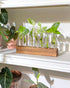 7 KAXYEW Plant Terrarium with Wooden Stand, Plant Propagation Tubes, Test Tubes Glass Planter for Hydroponic Plant