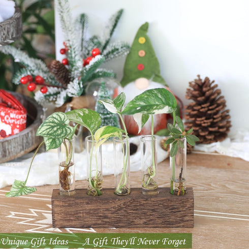 (5 KAXYEW Desktop Glass Plant Propagation Station Test Tube Plant Terrarium in Wooden Stand for Hydroponic Plants
