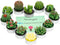 Handmade Succulent Cactus Candles for Birthday Party, Wedding, Spa Home Decoration (12 Packs-2)