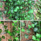 GPARK 84ft Artificial Ivy Garland - 12 Pack, 82 inch Hanging Leaves for Wedding, Party, Garden, Outdoor Decor