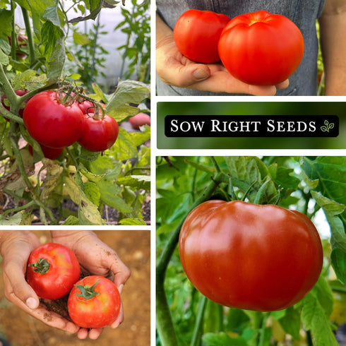 Packet (1) Sow Right Seeds - Marglobe Tomato Seeds for Planting - Non-GMO Heirloom with Instructions to Plant and Grow