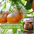 (1) Sow Right Seeds - Black Krim Tomato Seeds for Planting - Medium Dark Maroon Beefsteak - Non-GMO Heirloom Tomato