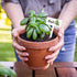 24Pcs 12 Summer JarThenaAMCS Acrylic Plant Label Signs Styles T-Type Herb Garden Markers Waterproof Reusable Plant