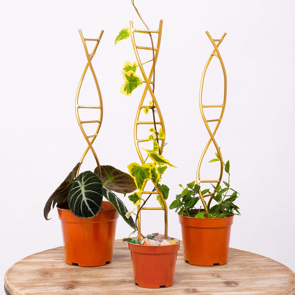 Yohsnor 3PCS DNA Plant Trellis Indoor and Outdoor - Lightweight Metal Trellis