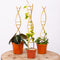 Yohsnor 3PCS DNA Plant Trellis Indoor and Outdoor - Lightweight Metal Trellis