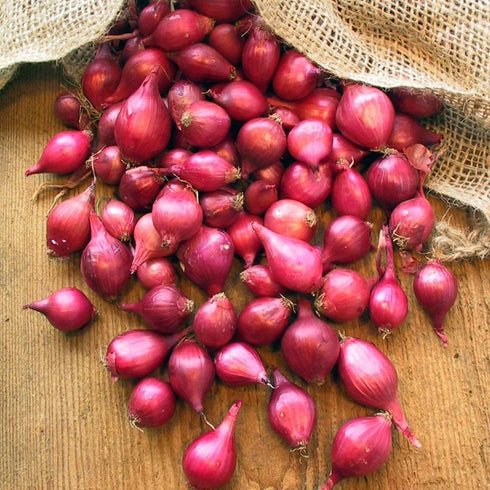 TomorrowSeeds - Karmen Red Onion Sets (Bulbs) Seeds - 1 Pound -