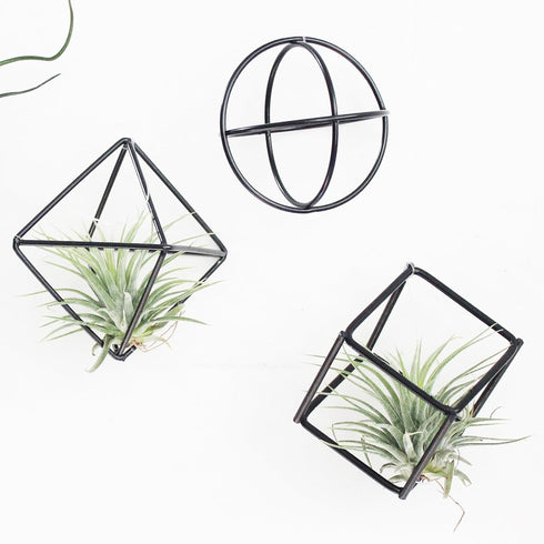 6 ZOOELAY Small Air Plant Holders Stand Black Airplants Rack Planters Metal Air Fern Plant Display Cage Geometric