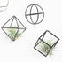 6 ZOOELAY Small Air Plant Holders Stand Black Airplants Rack Planters Metal Air Fern Plant Display Cage Geometric
