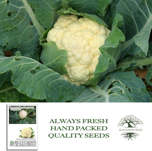 1000+ Snowball Self-Blanching Cauliflower Seeds Non-GMO & Heirloom Seeds, Brassica oleracea VAR. botrytis, Compact
