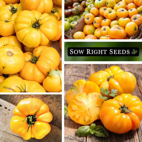 Packet (1) Sow Right Seeds - Yellow Brandywine Tomato Seeds for Planting - Non-GMO Heirloom with Instructions to Plant