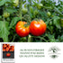 500+ Marglobe Tomato Seeds (Solanum lycopersicum) Non-GMO & Heirloom Seeds by Islas Garden Seeds, Classic Red Variety