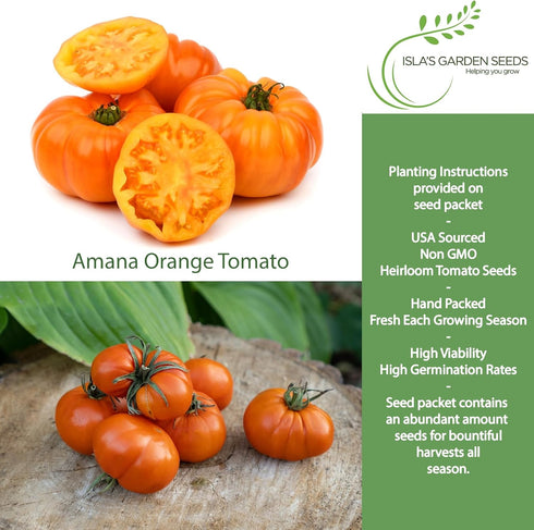 50+ 8090 Amana Orange Beefsteak Tomato Seeds (Solanum lycopersicum) Heirloom Non-GMO Seeds by Islas Garden Seeds, Large