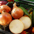 Sets (Bulbs) 1 Set 2026 TomorrowSeeds - Super Sweet Candy Onion Seeds - Pound - Variable Sizes - for Planting Gardening