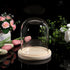 JUXYES Clear Glass Display Dome Cloche with Solid Wood Base, Transparent Dome Cloche Bell Terrarium Jar Glass Dustproof