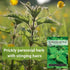 (1) Sow Right Seeds - Stinging Nettle Seeds for Planting - Urtica Dioica - Non-GMO Heirloom Variety - Herb