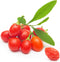 Tibetan Goji Berry 100 Seeds (Lycium chinense) Heirloom - Non GMO -