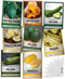 Gardeners Basics, 8 Squash Seeds for Planting Individual Packets - Zucchini, Delicata,