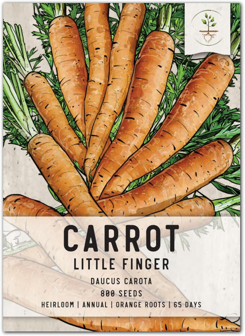 Seed Needs Carrot Seeds for Planting Little Finger Carrots - Non-GMO Heirloom