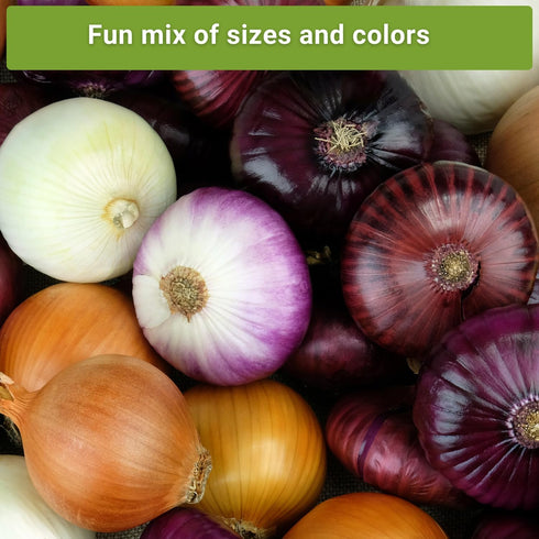 Sow Right Seeds - Long Day Onion Seed Collection for Planting - Yellow Sweet Spanish, Ringmaster, Ruby Red, Ailsa