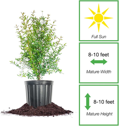1 Russian Pomegranate in a Gal. Grower's Pot | Cold Hardy Drought Tolerant | Yields Large Delicious Fruit | Real Dwarf