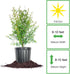 1 Russian Pomegranate in a Gal. Grower's Pot | Cold Hardy Drought Tolerant | Yields Large Delicious Fruit | Real Dwarf