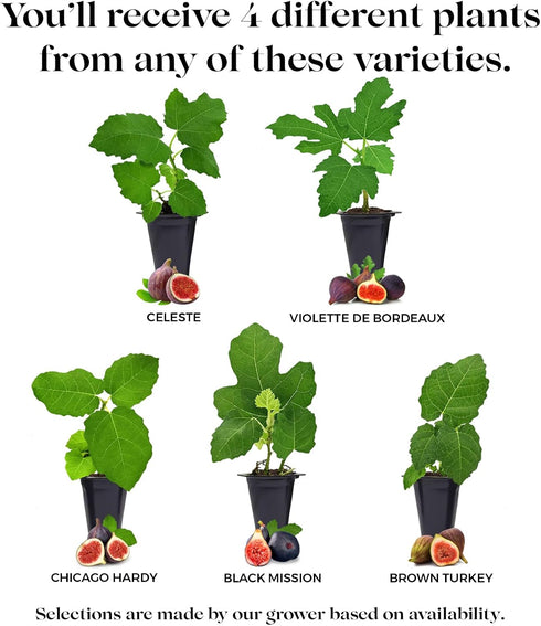 (4 Pack) Fig Tree Collection Edible Fruit Plant from Our Optimal Picks | Easy to Grow Plants for Sustainable Living |