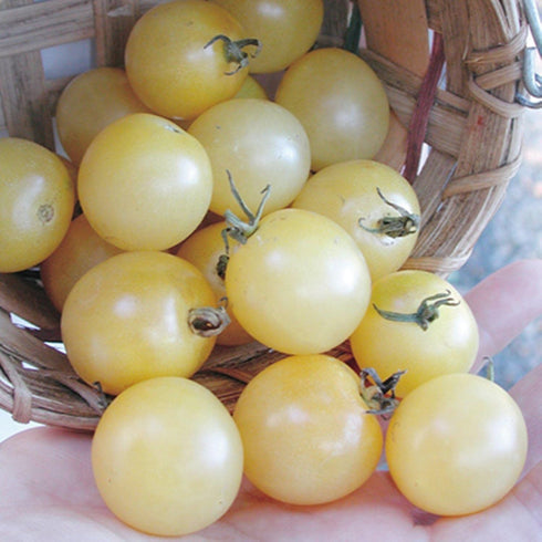 SeedsUA Seeds Cherry Tomato Snow White Heirloom Vegetable for Planting Non GMO